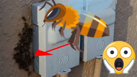 how to get rid of bees in electrical box|bees behind electric socket.